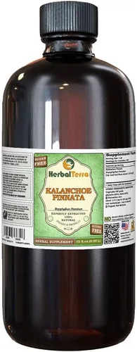 Miniatura 4 de Herbal Terra LLC Kalanchoe Pinnata (Bryophyllum Pinnatum) Extracto líquido sin alcohol de hojas secas y tallos de glicerita, 2 onzas líquidas