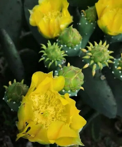 Miniatura 9 de Creation Cultivated - Planta de cactus de tuna oriental (1 almohadilla de corte) / Opuntia humifusa/cactus vivo/cactus resistente al invierno - Zona