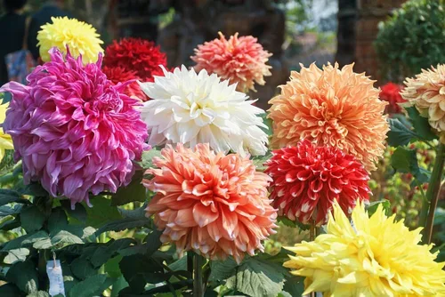 Bulbos gigantes de flores de dalia de colores mixtos - Cultiva varios colores de dalia (5 tubérculos)