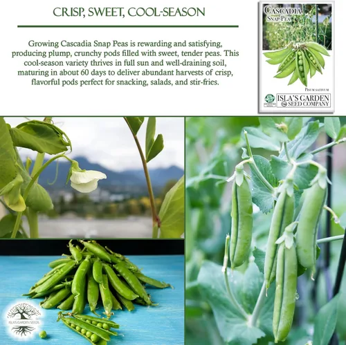 Miniatura 5 de Cultiva crujientes y dulces guisantes cascadia: más de 50 semillas de reliquia sin OMG de Isla's Garden Seeds, cápsulas tiernas para aperitivos