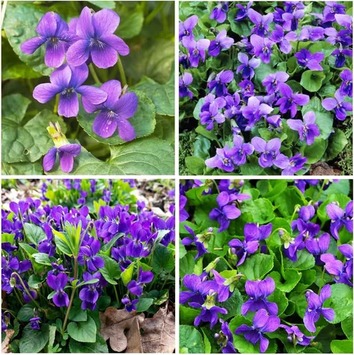 Más de 310 semillas de viola dulce violeta, semillas de flores de alta tasa de germinación, perennes de larga floración para paisajismo, cestas