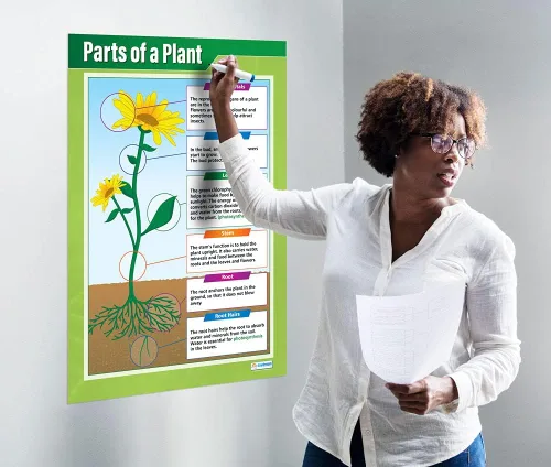 Miniatura 2 de Daydream Education Parts of a Plant Science - Póster para aula de ciencias de plantas, tamaño extragrande, 33 x 23.5 pulgadas, laminado, decoración