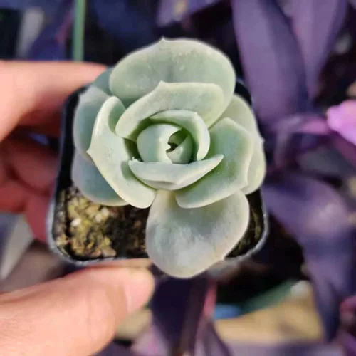 Miniatura 2 de Plantas suculentas vivas (maceta de 2 pulgadas Echeveria Lovely Rose)