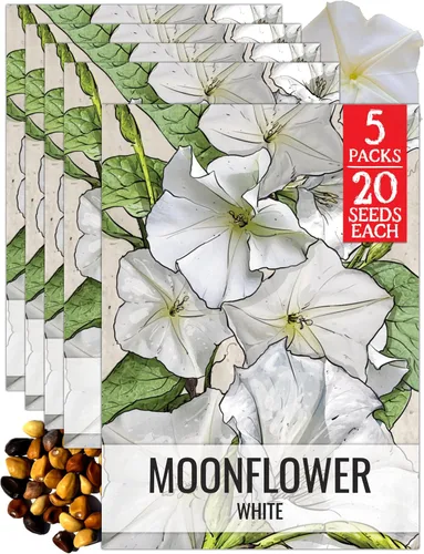 Miniatura 6 de Seed Needs Milky Way Morning Glory - Semillas para plantar enredaderas con flores, reliquia y escaladores polinizados abiertos para crear una cerca