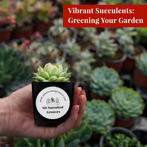 Miniatura 5 de Paquete misterioso de plantas suculentas vivas, variedad de plantas bien enraizadas en macetas de 2 pulgadas, plantas de interior reales, pequeñas