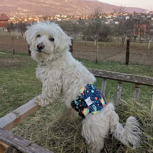 Miniatura 7 de CuteBone - Pañales lavables para perro macho, 3 unidades por paquete, modelo DM28M