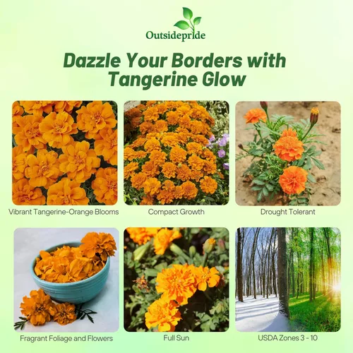 Miniatura 2 de Outsidepride 500 semillas anuales Tagetes Patula Caléndula Francesa Tangerine Garden Flower Seeds para plantar Mandarina Francesa