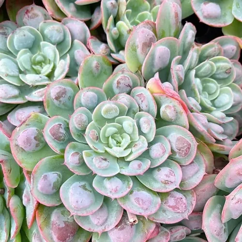 Miniatura 9 de Echeveria Suculents Plantas vivas para cultivar, suculentas de Echeveria vivas, plantas de Echeveria vivas, suculentas de Echeveria viva, pájaro