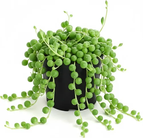 Miniatura 11 de Suculenta viva x Pachyveria 'Clavifolia', aproximadamente 2 pulgadas de gran tamaño, suculentas en maceta, totalmente enraizadas, plantas