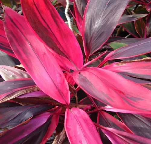 Miniatura 6 de Troncos de plantas de hojas de Ti rojas hawaianas, plantas tropicales vivas para interiores y exteriores, 2 troncos de corte de cordyline fruticosa