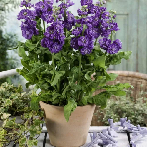 Miniatura 7 de Outsidepride Ten Week Blue Mattiola Stock Seeds – 1000 semillas anuales de flores para plantar con flores fragantes que atraen a los polinizadores