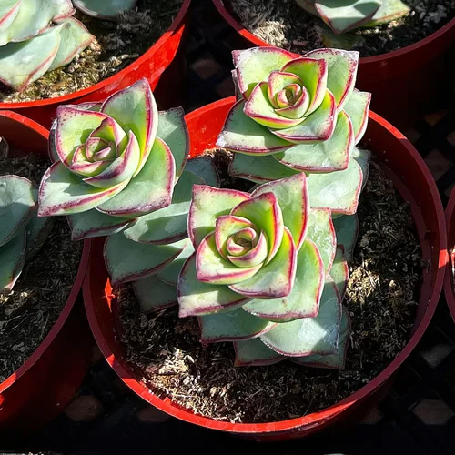 Miniatura 2 de Sprout N Green Crassula Perforata subsp. Perforata en maceta de iniciación de 4 pulgadas, planta suculenta viva rara totalmente enraizada