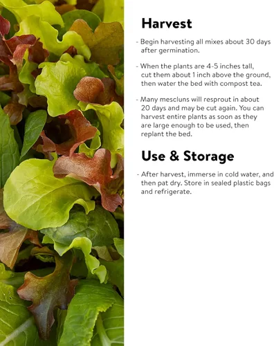 Miniatura 4 de Burpee Sweet Salad Mix Mesclun Seeds 750 semillas