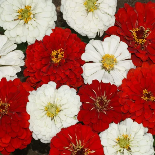 Miniatura 7 de Outsidepride - Zinnia Elegans, 1000 semillas anuales, Stop Sign Flower Seed Mix, mezcla de semillas de flores para plantar