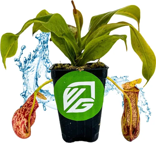 Planta de jarra St. Gaya - Nepenthes carnívora de Wellspring Gardens - Jarrones únicos, fácil cuidado, planta de interior, impresionante planta de