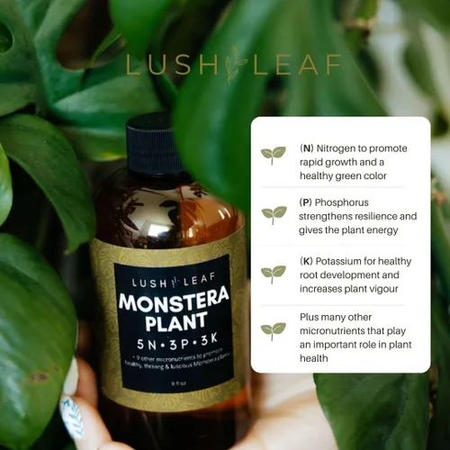 Miniatura 3 de Lush Leaf Alimento para plantas (Gardenia)