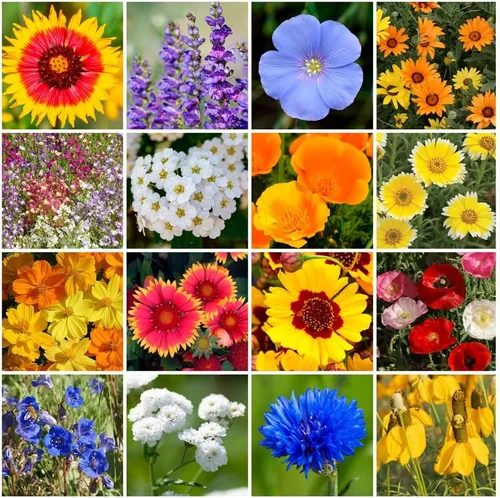 Miniatura 8 de Cultiva tu propia mezcla vibrante de semillas de jardín de flores silvestres anuales y perennes, variedades para polinizadores y jardines de Mezcla