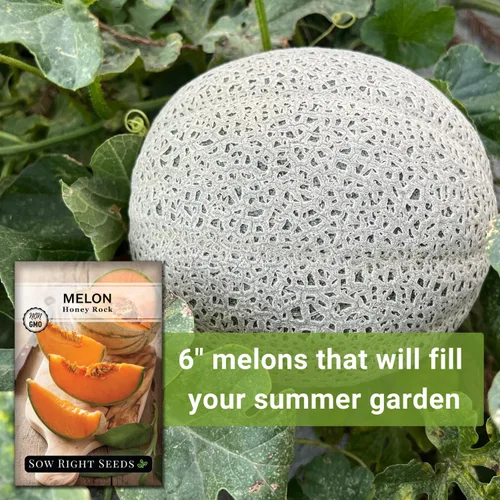 Miniatura 5 de Sow Right Seeds - Semillas de melón Honey Rock para plantar - Paquete de reliquia sin OMG con instrucciones para plantar un huerto casero - Cultiva