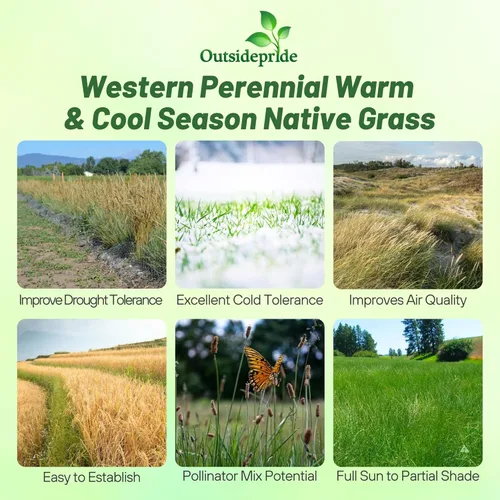 Miniatura 2 de Outsidepride Western Native Grass Seed Mix - Mezcla perenne de temporada cálida y fresca, semillas de césped tolerantes a la sequía para paisajismo