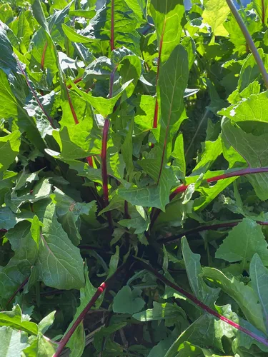 Miniatura 2 de Plant Good Seed Semillas orgánicas de achicoria de vetas rojas Italiko, paquete de 175, semillas tradicionales para plantar hierbas, suministros