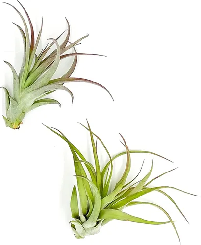 Miniatura 41 de ragnaroc Planta de Aire Viva – Tillandsia Capiput, Jumbo 6-9” - 2 unidades - Llegada Viva Garantizada - Plantas de Casa para Decoración del Hogar