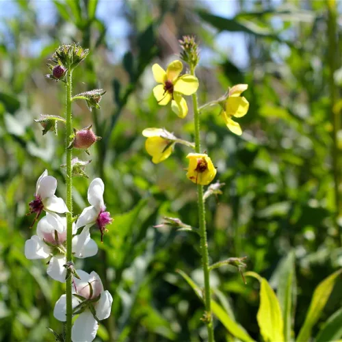 Miniatura 4 de Semillas de gordolobo de polilla (Verbascum blattaria) Más de 50 semillas medicinales de flores silvestres en cápsulas de semillas congeladas