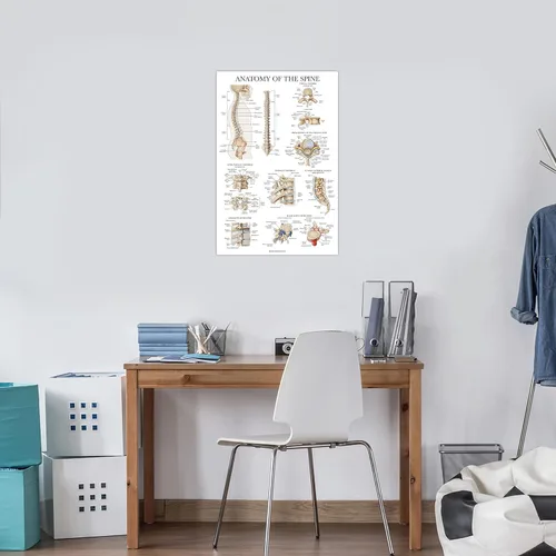Miniatura 4 de Palace Learning Anatomía de la columna vertebral - Cuadro anatómico de la columna vertebral laminada - 18" x 24