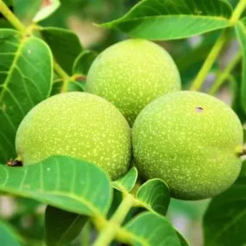 Miniatura 3 de Planta viva de nogal negro de 1 año en maceta de 4 pulgadas, resistente al frío, inactiva, nogal blanco como nuez, árboles de nueces para plantar