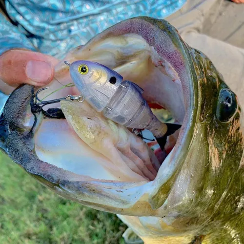 Miniatura 6 de Catch Co Mike Bucca Baby Bull Shad Swimbait 9.53 cm 14.17 g Rainbow Trout
