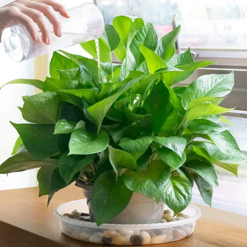 Miniatura 6 de MUDEELA Paquete de 6 platillos para plantas de 8 pulgadas, bandejas de plástico duraderas para interiores, platillo de plástico transparente, hecho