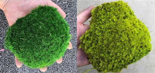 Miniatura 17 de Cojín de Musgo Polar Preservado en Forma de Bollo, Verde Natural Decorativo Real Natural, Kit de Bricolaje para Terrarios, Arte de Jardín