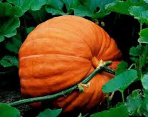 Calabaza, semillas de calabaza Big Max, reliquia, sin OMG, 20 semillas, calabazas gigantes