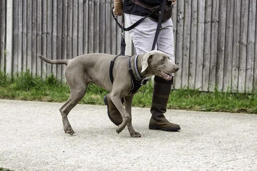 Miniatura 2 de Arnés Halti Sin Tirones - Detiene a Tu Perro de Tirar de la Correa. Ajustable, Ligero y Fácil de Usar. Arnés Reflectante para Entrenamiento de Negro