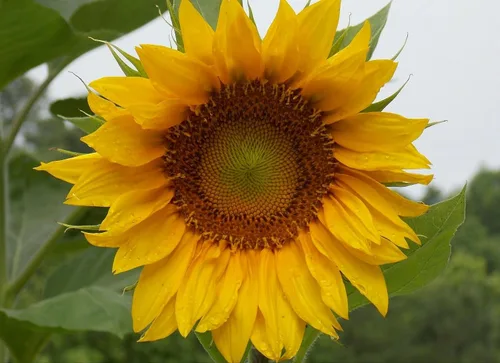 Girasol, mamut ruso, 100 semillas por paquete, recién cosechadas, 8-12 pies de altura, flores gigantes