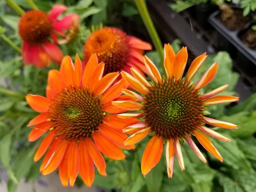 Miniatura 5 de 25 semillas de flor de hierba blanca y naranja rojo amarillo púrpura rosa blanco