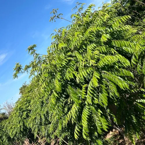 Miniatura 9 de CurryForest Hojas de curry secas de primera calidad, 100% naturales, sin pesticidas, cultivadas en Estados Unidos, secado al aire, 0.35-0.53 oz