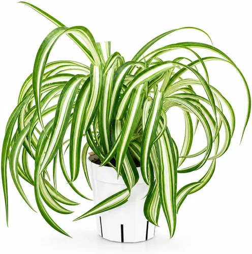 Miniatura 31 de Agloanema Garnet House Plant, Chinese Evergreen Live Plant for Indoor Spaces, Colorful Aglaonema Live Plant, Feng Shui Plants Live Houseplants for