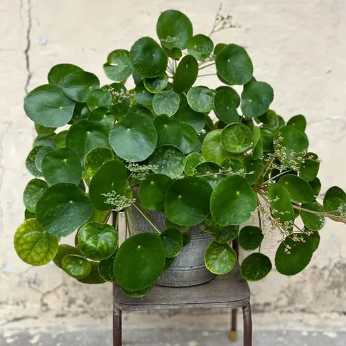 Miniatura 4 de 2 plantas de árbol de dinero viven en interiores, planta Pilea Peperomioides viva, de 4 a 6 pulgadas de alto, planta de interior viva para plantar