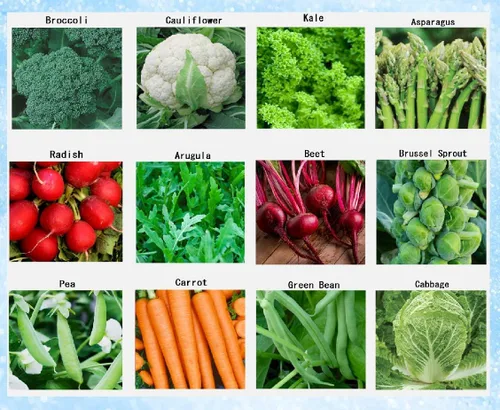 Semillas Premium de Vegetales de Invierno para Plantación, Semillas Orgánicas, No Transgénicas, Autóctonas, 12 Variedades: Rábano, Guisante,