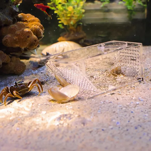 Miniatura 2 de Trampa acrílica para peces de cangrejo – Mini caja colectora de agua dulce para acuario, puerta unidireccional, transparente para una fácil