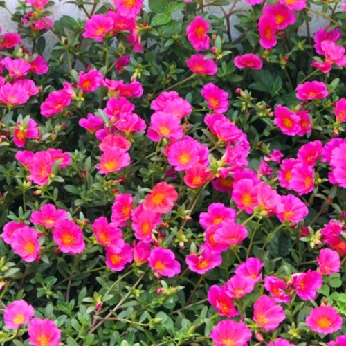 4 plantas mixtas de rosas de musgo vivas, flores de cubierta de suelo Portulaca, plantas de 4 a 6 pulgadas de alto para jardín o contenedores Mezcla