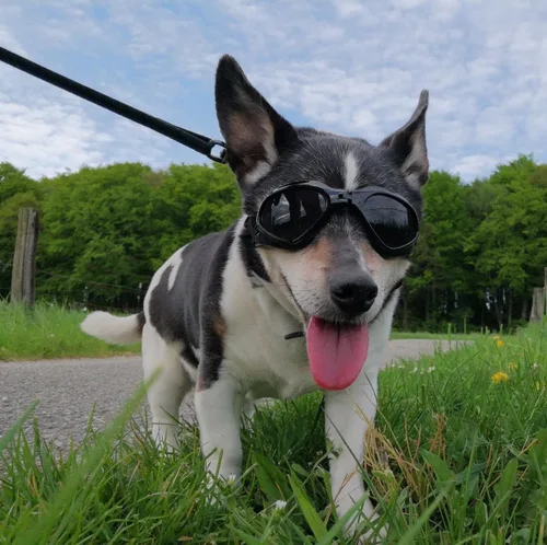 Miniatura 7 de Gafas de sol para perros de raza media, protección ocular para perros medianos, resistentes al viento, color negro