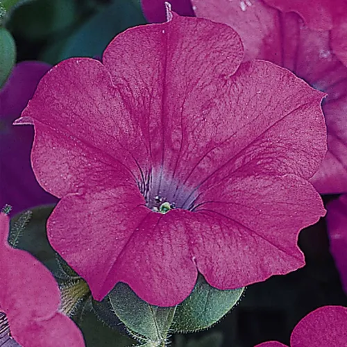 Wave Series Petunia Lavender ~ 10 Semillas – Petunia Trasparente – 98–105 días – 24–48 pulgadas – Floraciones de 2 pulgadas – Ganador de la AAS –
