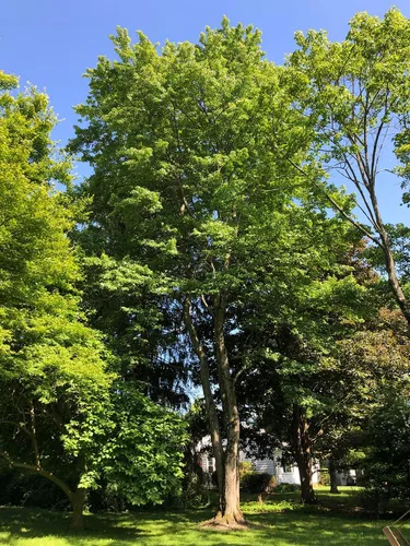 Miniatura 4 de Southern Red Maple Tree Premium Seeds Acer rubrum 'Summer' Plants'® (Premium Seeds, 10)