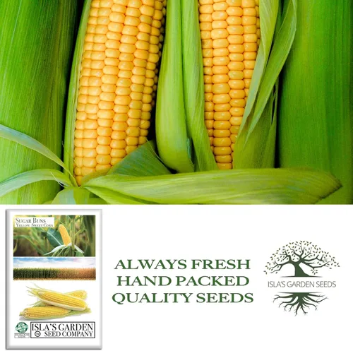Miniatura 4 de Sugar Buns - Semillas de maíz dulces amarillas (Zea mays) – Más de 50 semillas sin OMG y reliquias de Isla's Garden Seeds, orejas de maduración