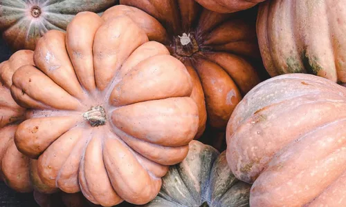 Semillas de calabaza "Fairytale" – Exhibición versátil y calabaza de cocina | Carne cremosa, suave y dulce | Cucurbita Maxima 'Fairytale' | Nunca