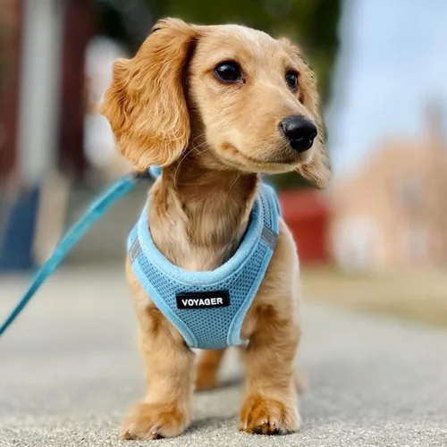 Miniatura 7 de Best Pet Supplies - Arnés de malla para todo tipo de clima, reflectante, antitirones, para perros y gatos pequeños y medianos, con cierre de velcro