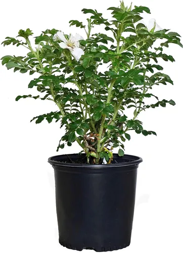 Miniatura 5 de Rosa 'Iceberg' (Rosa Floribunda) Rosa, flores blancas, contenedor tamaño #3