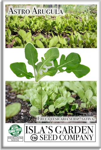 Astro Rúcula Semillas de lechuga para plantar, más de 1000 semillas de reliquia por paquete, semillas de jardín de Isla (semillas de jardín de
