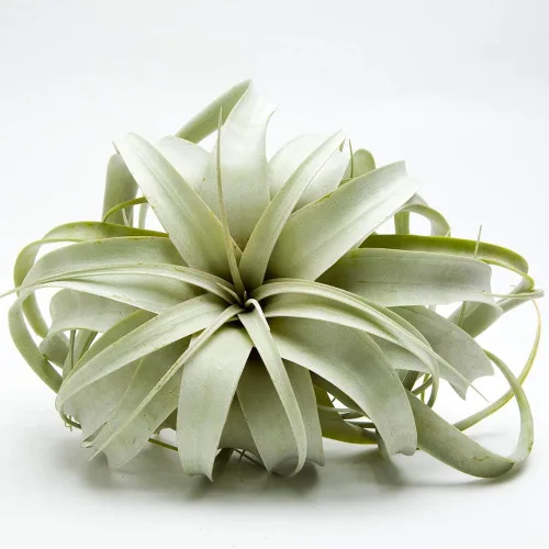 Garden in the City Planta de aire Tillandsia Xerographica 6 pulgadas de ancho, cultivada en invernadero, se envía desde California, interior y
